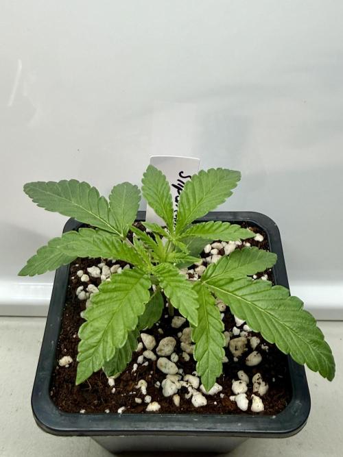 ISO Blueberry Cupcake keeper. Week 2 - Slipstream (Compound genetics)