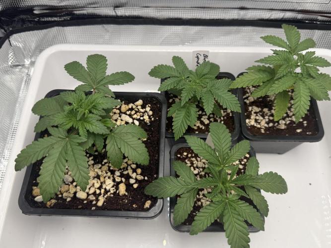 ISO Blueberry Cupcake keeper. Week 2 - Moonrocks reacted well to the topping, acted like nothing happened lol 