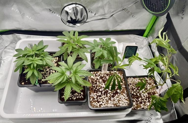 ISO Blueberry Cupcake keeper. Week 3 - New clones in the mail, put in pots (coco & perlite) and fed veg nutes. 