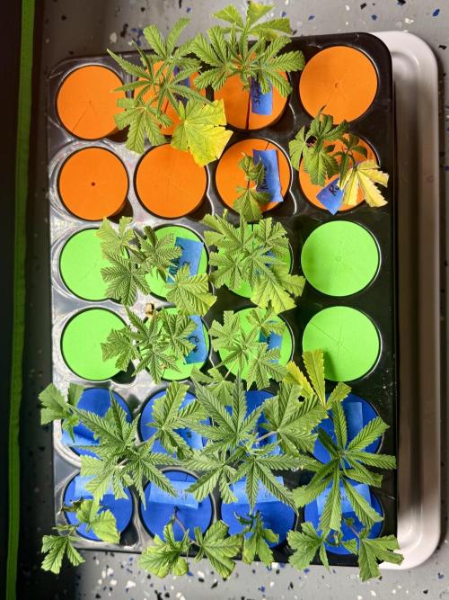 ISO Blueberry Cupcake keeper. Week 6