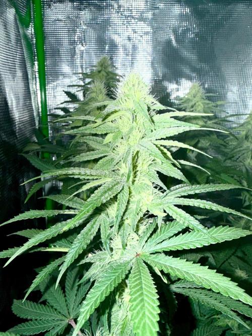 ISO Blueberry Cupcake keeper. Week 7