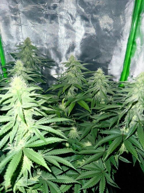 ISO Blueberry Cupcake keeper. Week 7