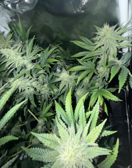 ISO Blueberry Cupcake keeper. Week 8