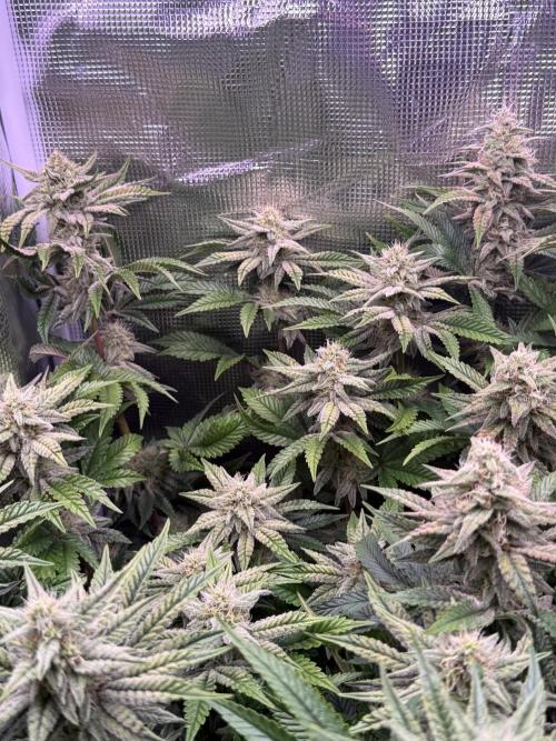 ISO Blueberry Cupcake keeper. Week 9