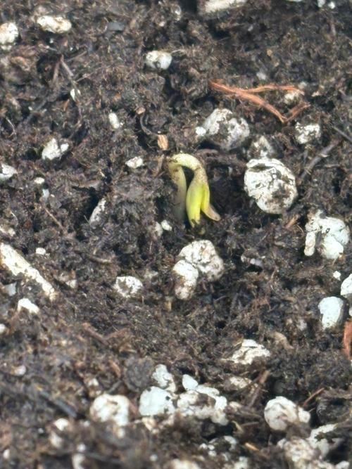First ever. Week 0 - Three days since I popped it in the substrate. The one I soaked hasn’t popped up