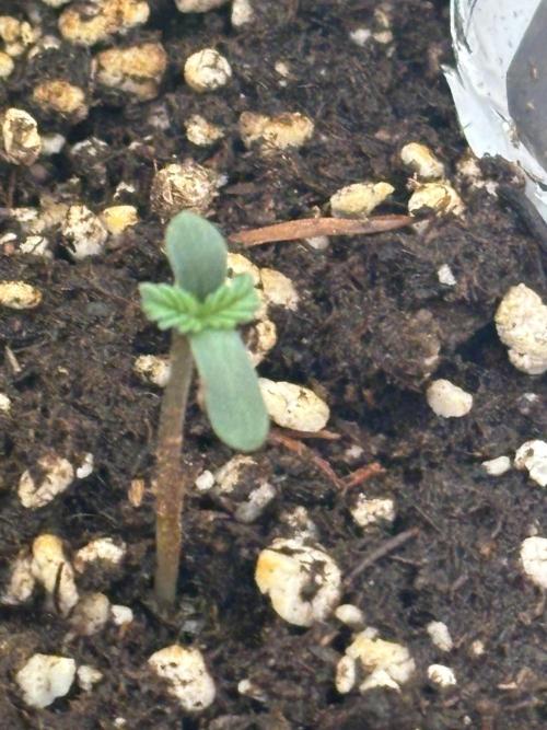 First ever. Week 0 - Day two of the sprouting and I can see some leaves. 