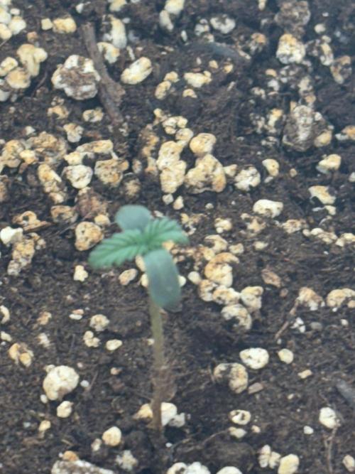 First ever. Week 0