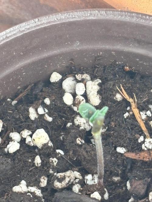 First ever. Week 0 - The soaked seed popped up yesterday 7/9