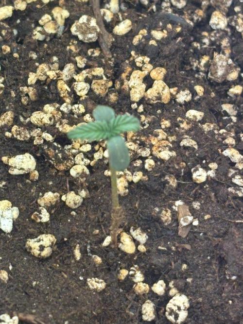 First ever. Week 0 - This is the one straight in dirt. 