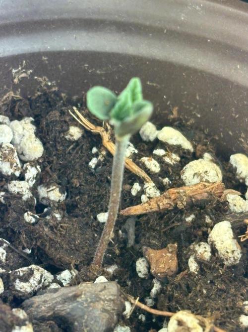 First ever. Week 0 - Soaked seed day four. 