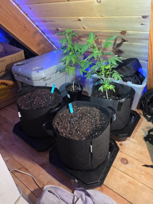 Fast Buds Autos Grow 1. Week 0 - Seeds popped and planted in their home's! Got to transplant the 2 lemon tree 