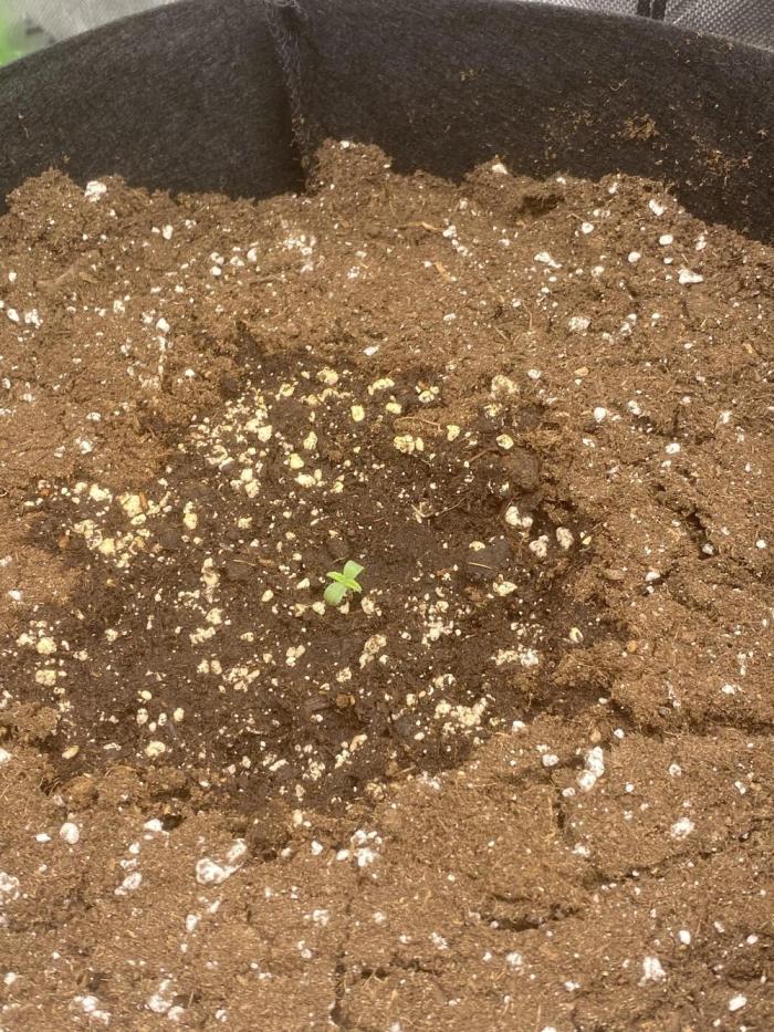 1st grow. Week 0 - It’s going to be a process 