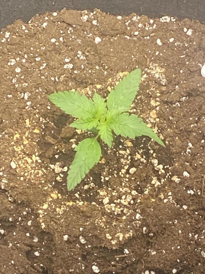 1st grow. Week 1