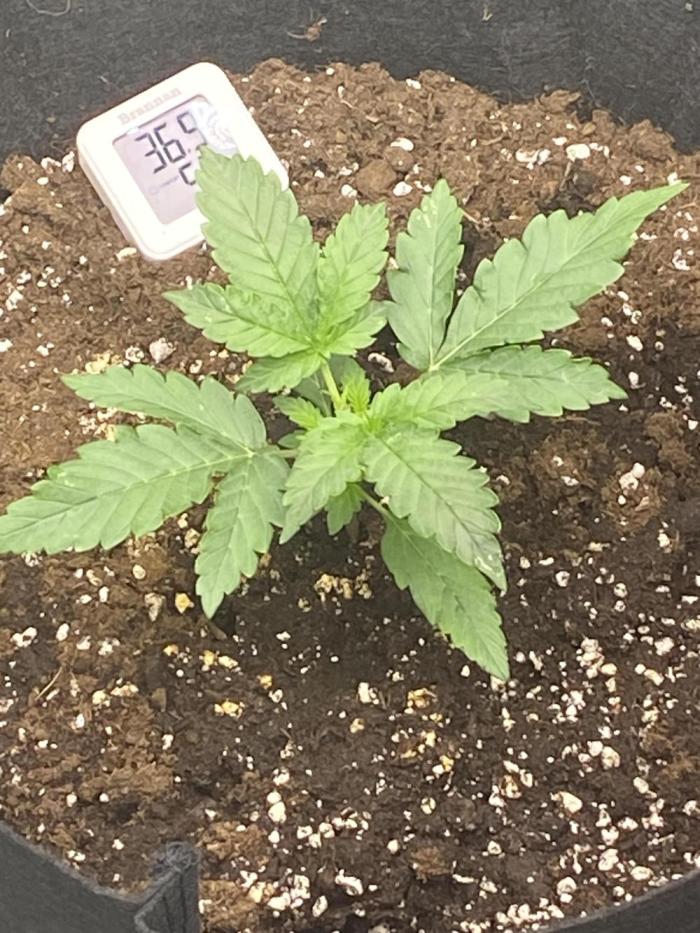 1st grow. Week 2 - 19th of July so it’s been officially day 15 of the grow it sprouted on 4th july