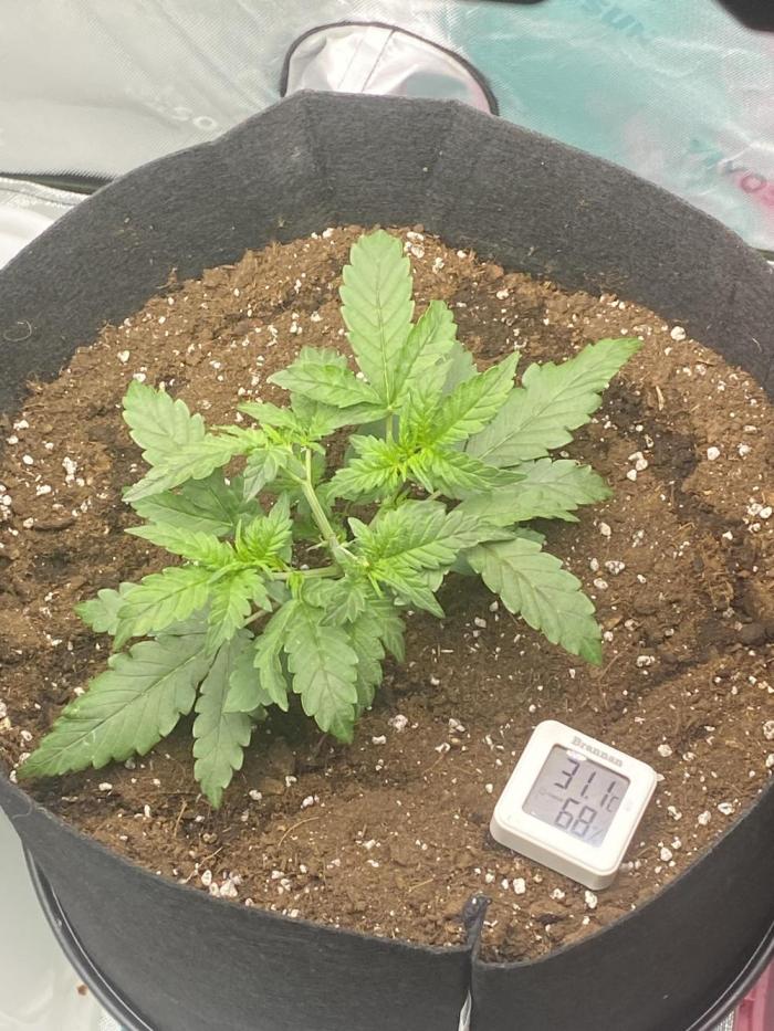 1st grow. Week 3 - Day 17 