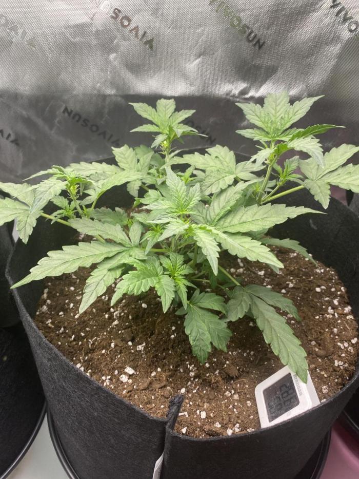 1st grow. Week 4 - Topped it a few times humidity has been around 50% watering with 4 litres