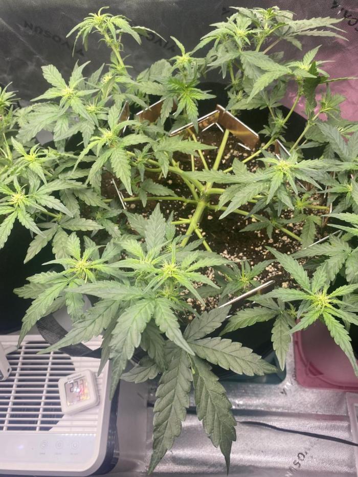 1st grow. Week 5 - Been just watering with 4 litres  I’d say it’s like day 28 will post daily