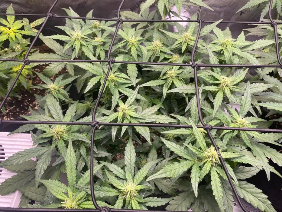 1st grow. Week 6 - Day 35 week 5 day 0