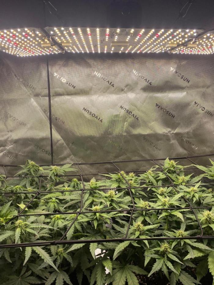 1st grow. Week 7 - Day 38 feeding them currently 6L each 