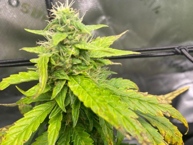 1st grow. Week 8