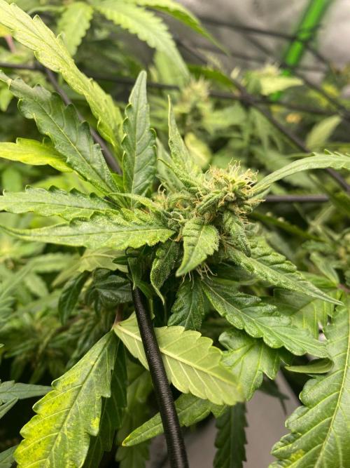 1st grow. Week 8