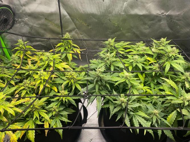 1st grow. Week 8