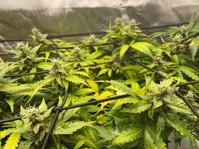1st grow. Week 9