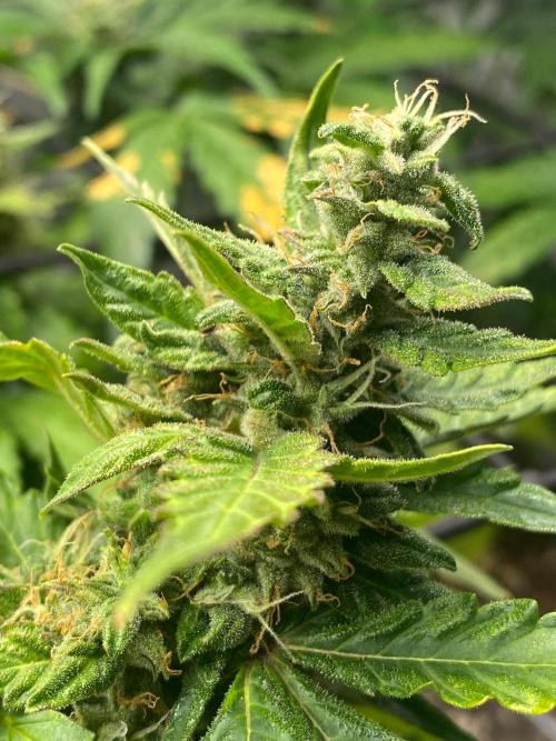 1st grow. Week 9