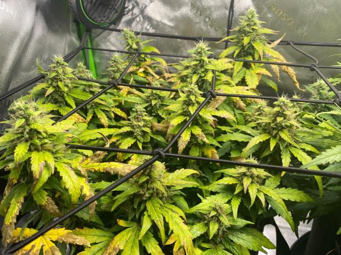 1st grow. Week 9 - Day 53 running 18 on 6 off for entire grow going to try new things next grow