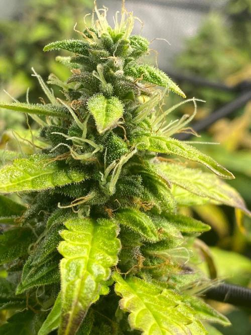 1st grow. Week 9