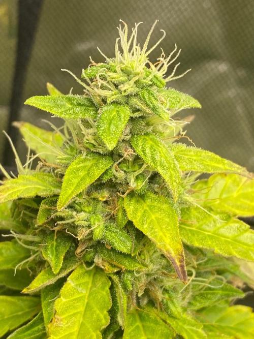 1st grow. Week 9