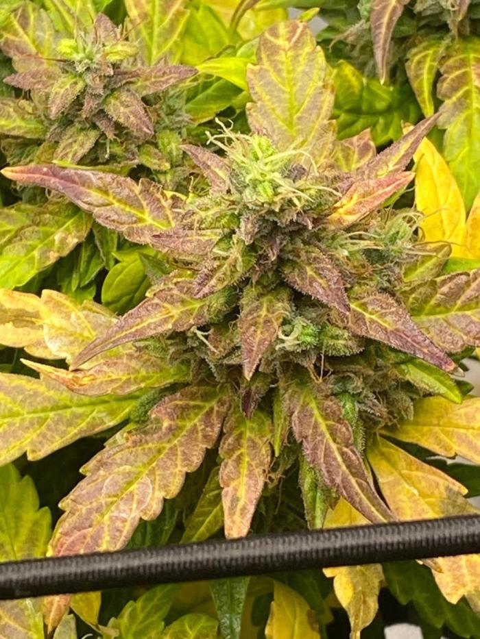1st grow. Week 10 - Starting to change colour day 60