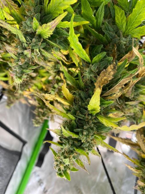 1st grow. Week 11