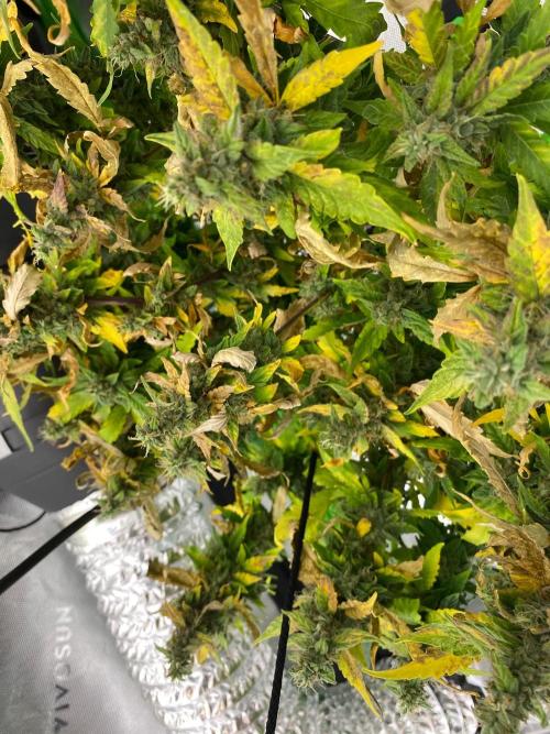 1st grow. Week 11