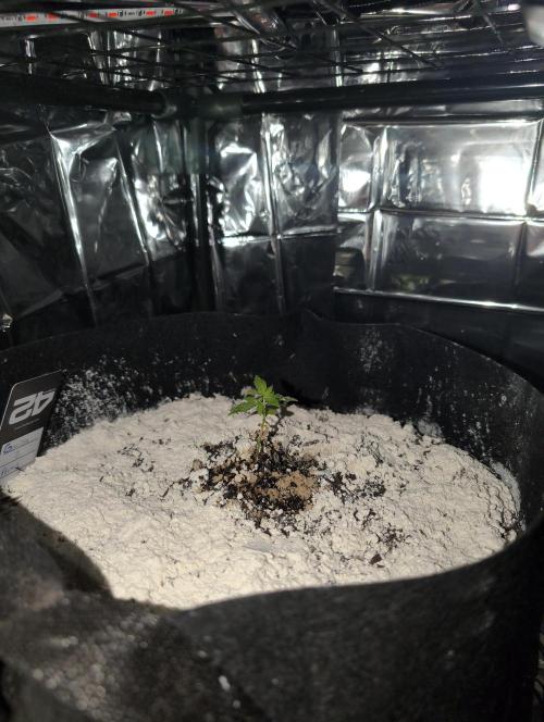 Gorilla Z Auto. Week 2
