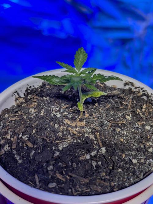 Gorilla Z Auto. Week 3