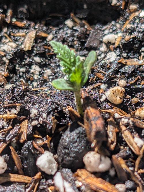 Mystery Seed. Week 1 - Set her back up with dirt and hoping she can come back.