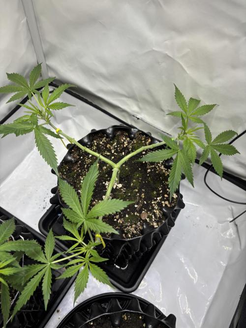 PurplePunch. Week 5