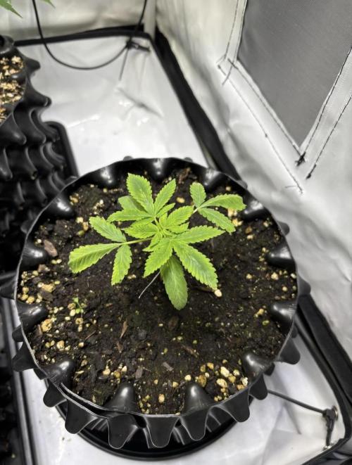 Shaman. Week 3