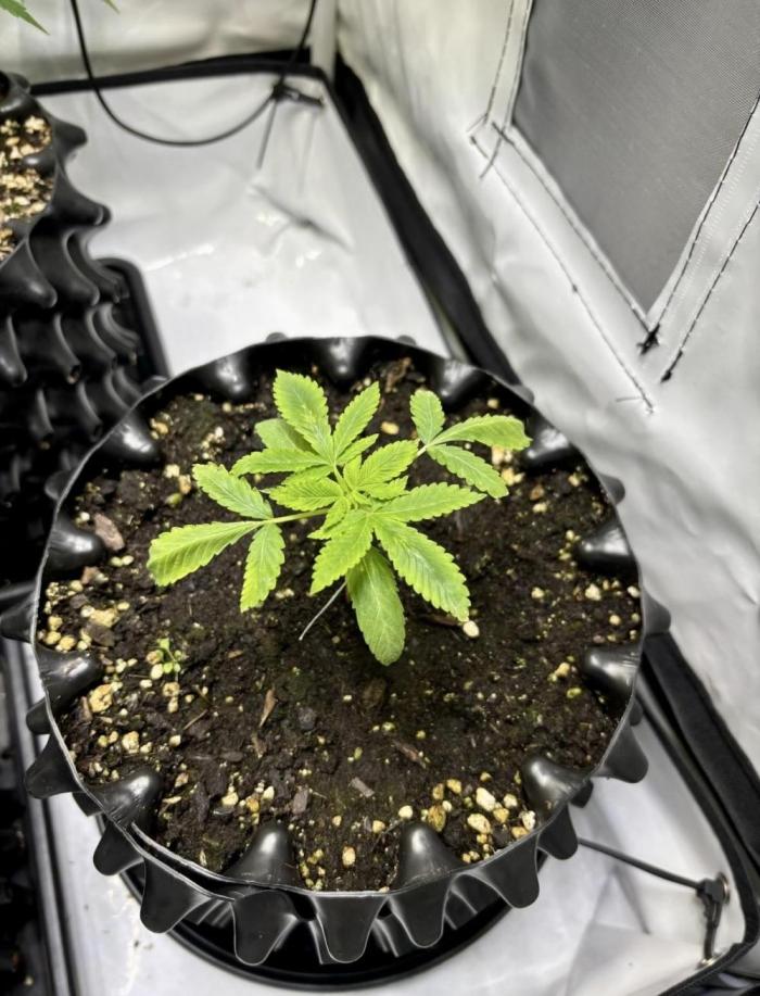 Shaman. Week 3