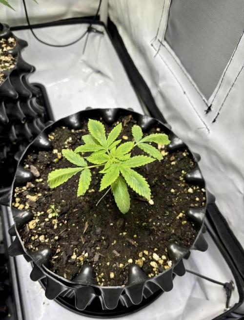Shaman. Week 3