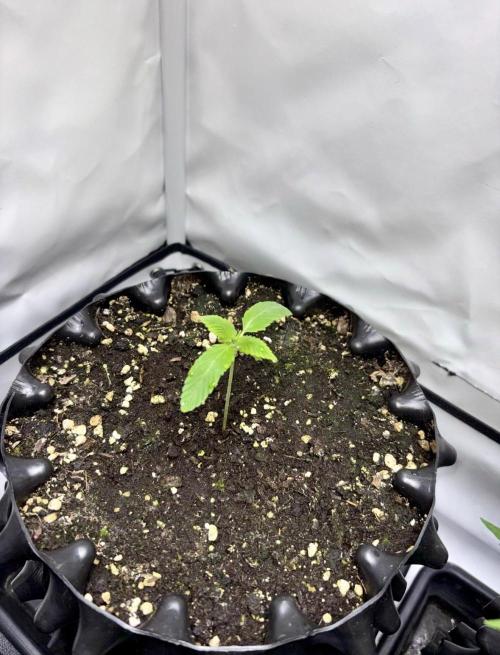 Shaman. Week 1