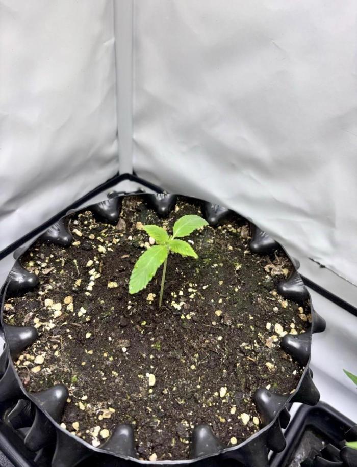 Shaman. Week 1