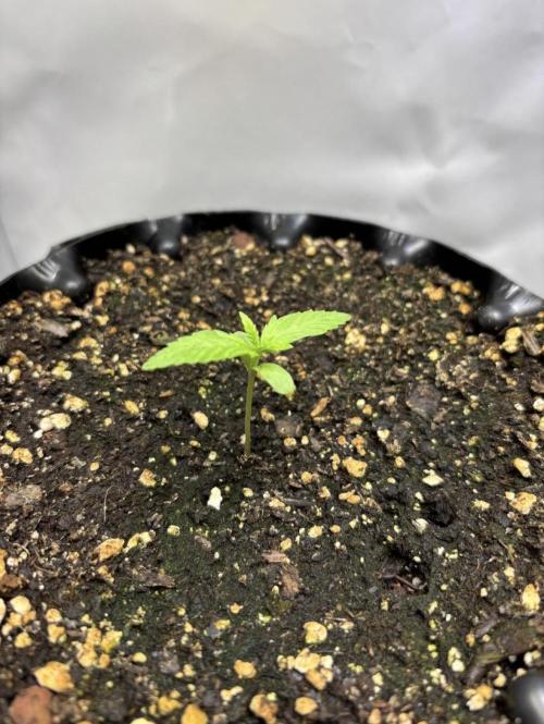 Cloudline Pro T4. Week 1