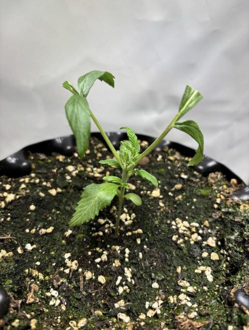 Cloudline Pro T4. Week 2