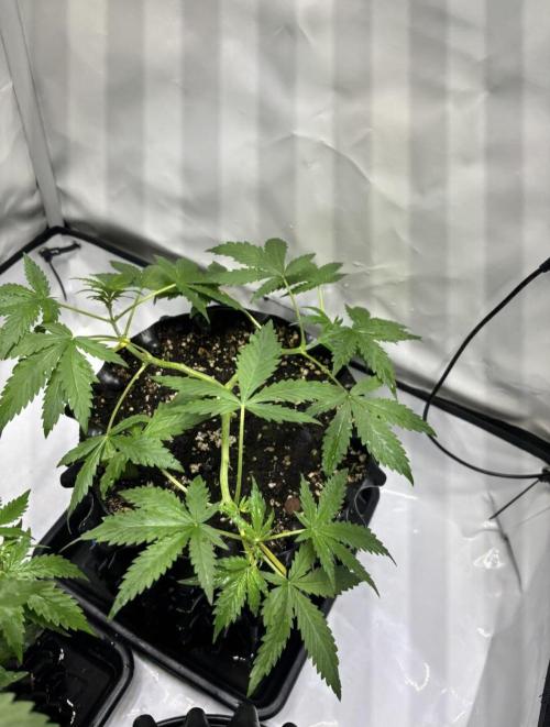 PurplePunch. Week 4