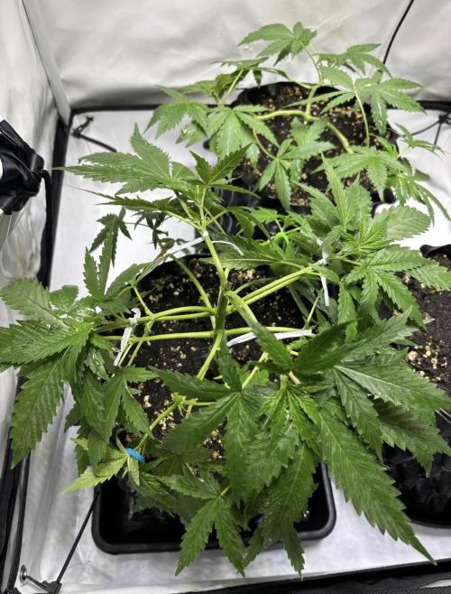 PurplePunch. Week 4