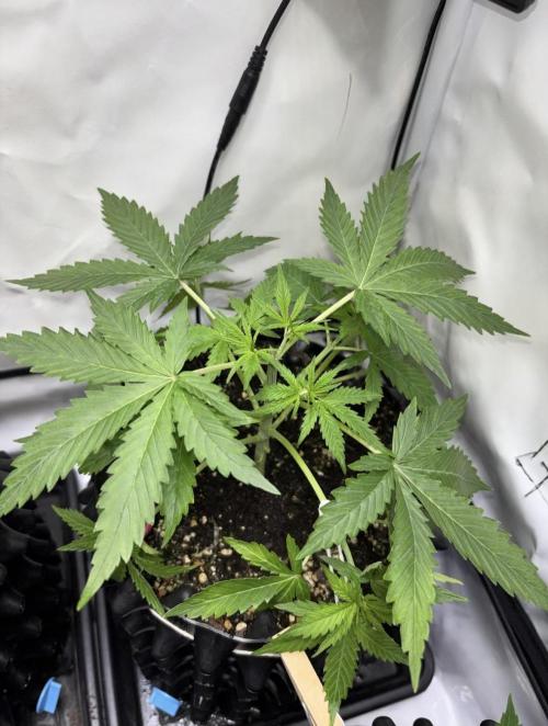 PurplePunch. Week 3