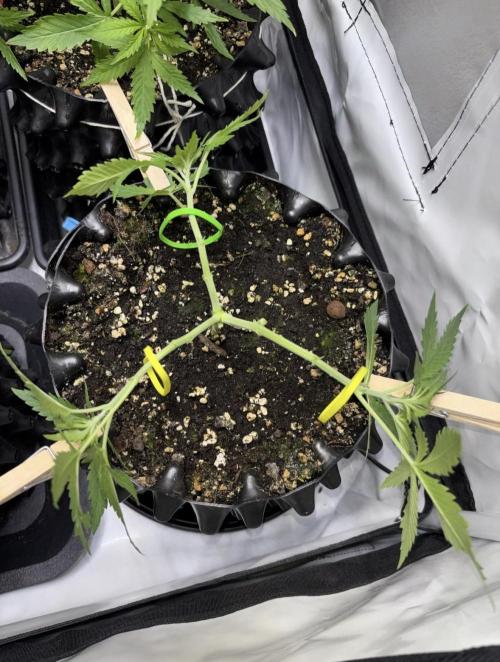 PurplePunch. Week 3