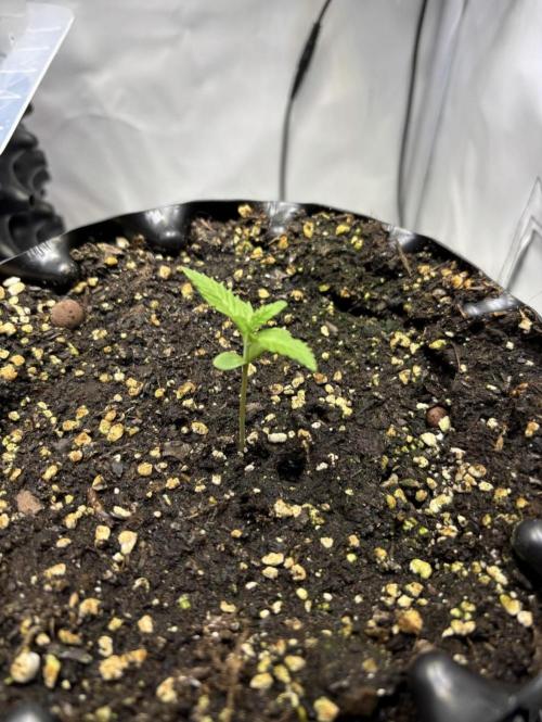 PurplePunch. Week 1